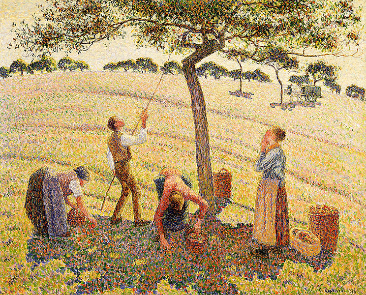 Apple harvest at Eragny